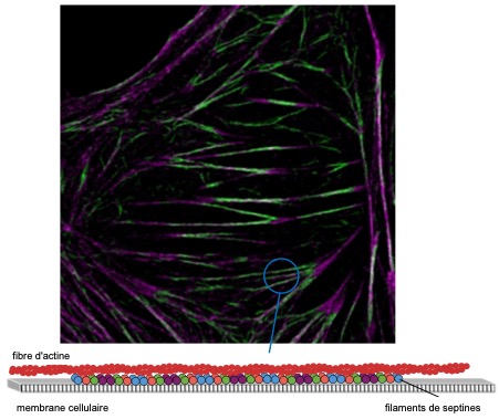 Institut Fresnel tweet media