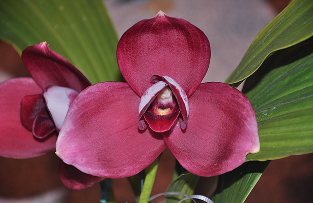 SBOrchidShow's tweet photo. 2023 Flower of the Year - Orchids! - https://t.co/aLAu1zBUE0 https://t.co/yYQyTWwGyZ