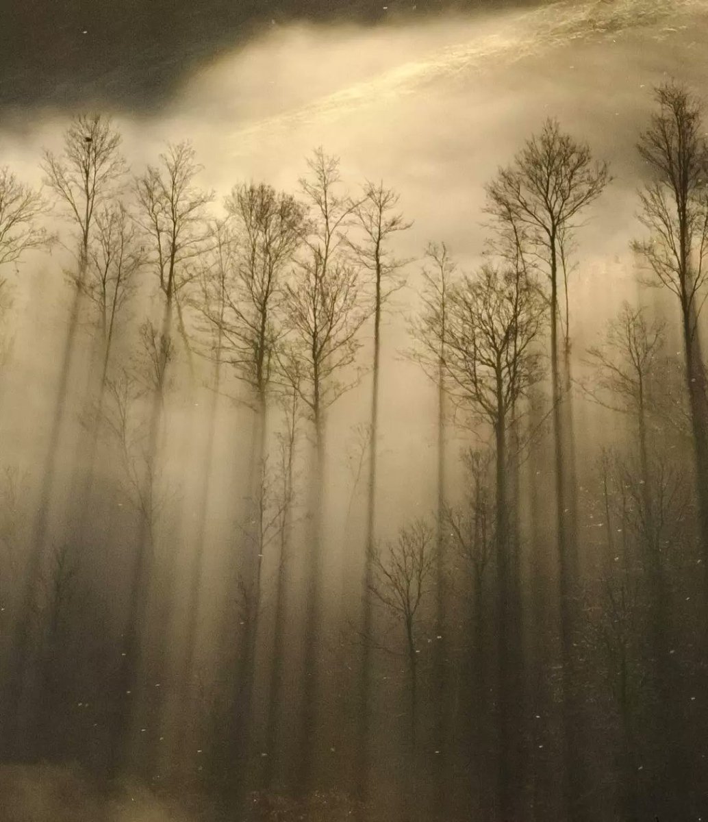 Maremma Tuscany misty morning like fingers through the trees.
#tuscany #maremma #landscapephotography #moody #misty #trees