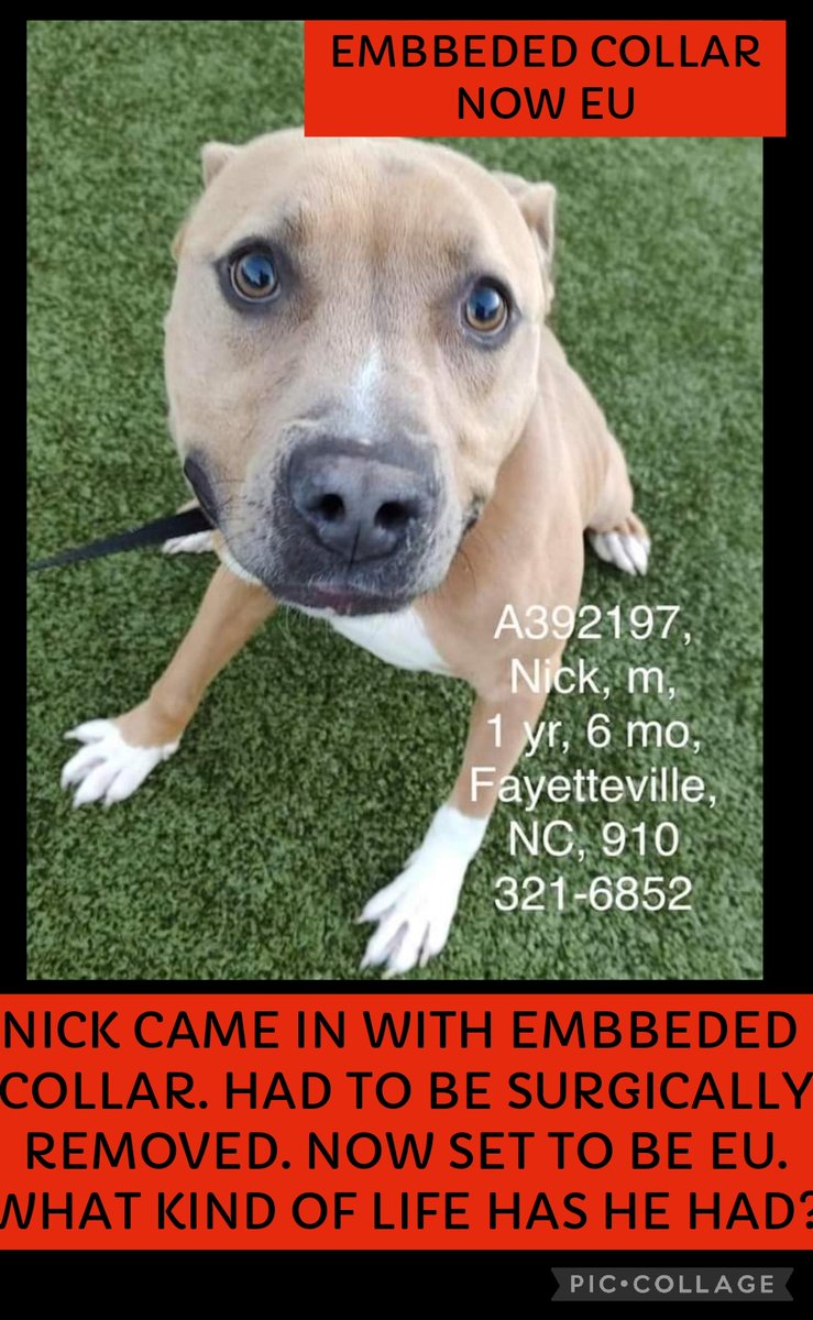 Will be EU‼️‼️

NICK CAME IN WITH EMBBEDED
 COLLAR. HAD TO BE SURGICALLY
 REMOVED. NOW SET TO BE EU.
 WHAT KIND OF LIFE HAS HE HAD?
NICK (A392197)

Cumberland County Animal Services, Fayetteville, NC 910-321-6852

m.facebook.com/story.php?stor…