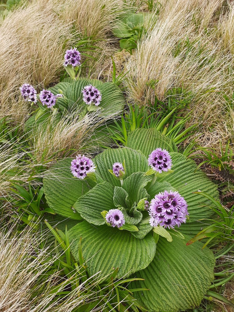 Our #WildflowerWednesday Observation of the Day is this group of Campbell Island #Daisies (Pleurophyllum speciosum), seen in #NewZealand by genevieveearly! 

More details at: inaturalist.org/observations/1… #botany #plants #nature #biodiversity
