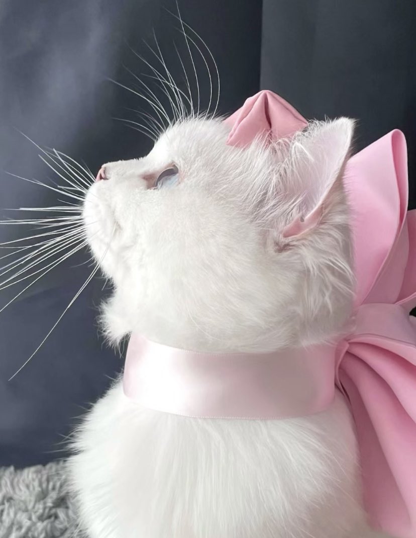 heartzjpg's tweet image. 