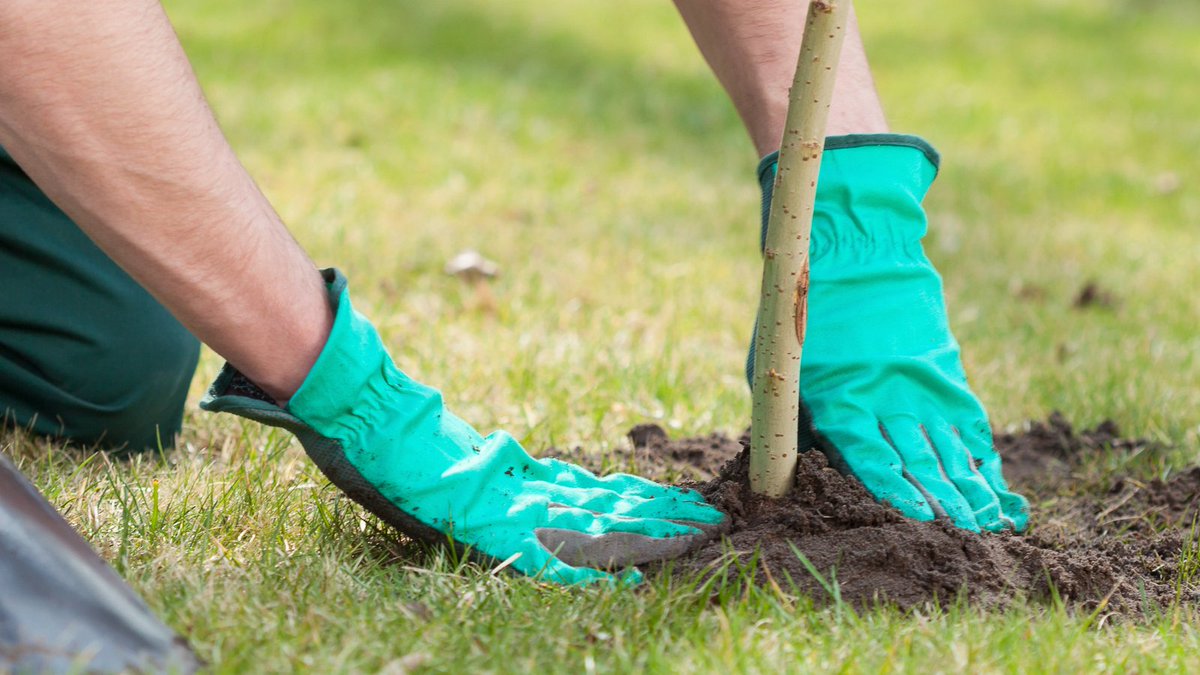 Subsidised Tree Packs are now available to order from @WoodlandTrust 🌳

Plant more trees for less, whether you just want to add a few trees to your land, fill in a hedgerow, or create a shelterbelt.

Find out more ➡️ nffn.org.uk/16638-2/