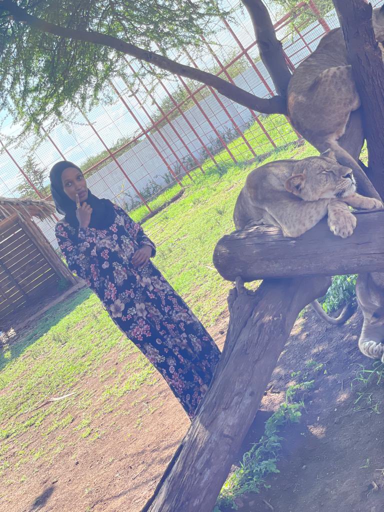Daring experience.

A day in the life of Lions. 🦁 
#📍Serval Wildlife