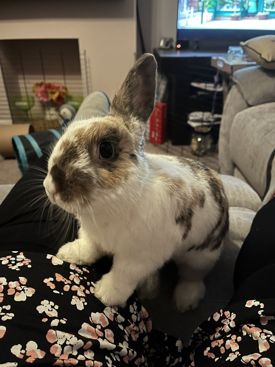 @PetplanUK the chew toy we won on the #petplanadvent arrived today and very clearly has glue holding it together and is therefore not safe to give to a rabbit. Ronnie is most disappointed!