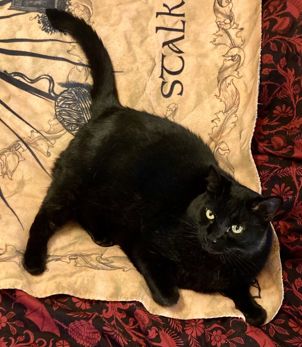 FELINEORACLE1's tweet photo. Covering the Bird=Air , intellect, higher thinking. Tail on Gordian Yarn, Creative problem solving. 
“ navigating your current project let nothing sway you from your goal,use experience will provide insight to any issues that arise. Use your creativity, you’ve got this.” https://t.co/lQhoD3jjYt