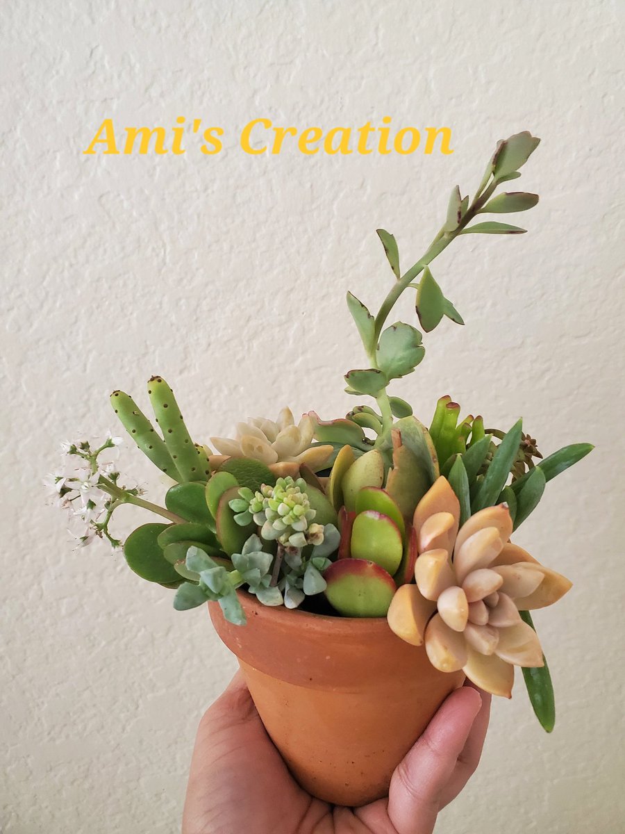 aarati7's tweet photo. Using Succulent cuttings from Holiday Succulent Pumpkins and Succulent wreaths, I made this arrangement. Love the Kalanchoes 😍.
#succulentarrangements #succulentcreations #succulentsforsale #Succulentlover https://t.co/i2YfhyyyRJ