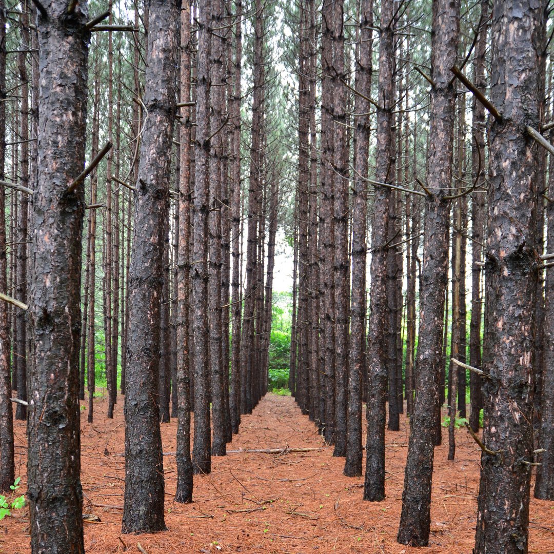 NR_University's tweet photo. New episode of Timber University discussing best management practices with Dr. John Auel, Certification Programs Director for the @ms_forestry. Get to know more about environmentally sound #timbermanagement from this #podcast here: https://t.co/vxFUb3413e
@MSUExtService #timber https://t.co/0ASIv9UFVn