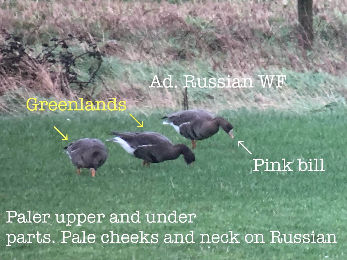 cianbirder's tweet image. Picked up these two very nice adult Russian (European) white-fronted geese among the Greenland flocks today at the Wexford wildfowl reserve. #geese #subspecies #wildfowl @BirdGuides