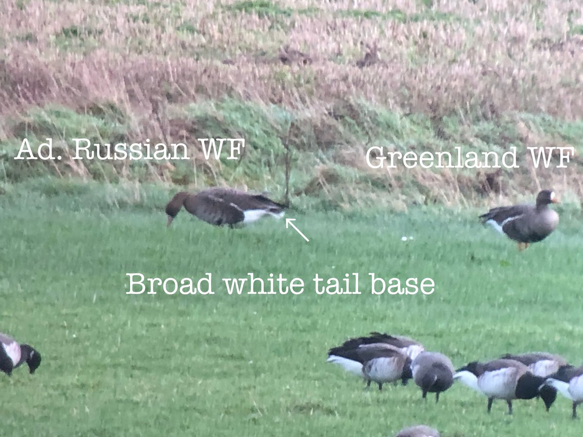 cianbirder's tweet image. Picked up these two very nice adult Russian (European) white-fronted geese among the Greenland flocks today at the Wexford wildfowl reserve. #geese #subspecies #wildfowl @BirdGuides