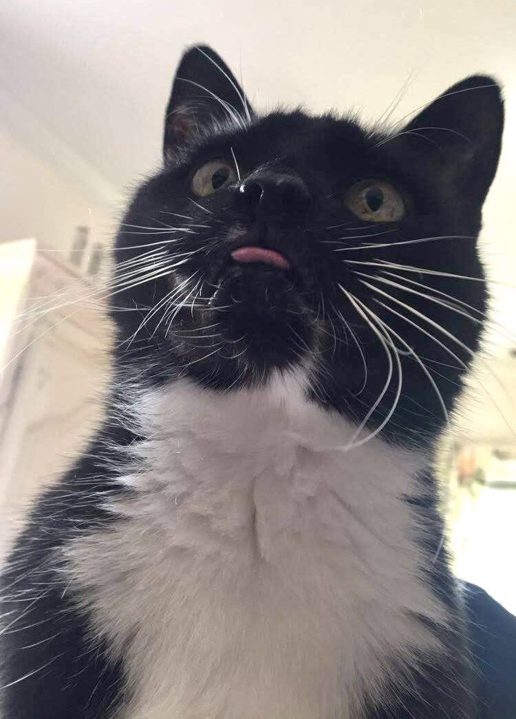weirdlilguys's tweet photo. ITS EVERYONE’S FAVORITE DAY 

👅👅👅MLEMSDAY!!!!!! 👅👅👅

post those lil tongues on main u maniacs https://t.co/k8JxYLrnC0