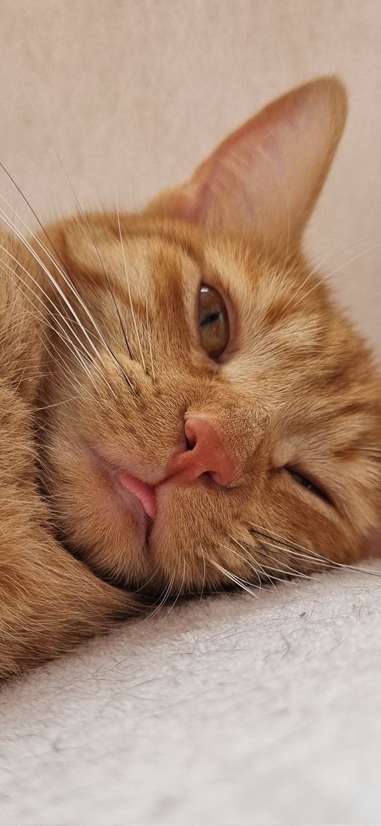 weirdlilguys's tweet photo. ITS EVERYONE’S FAVORITE DAY 

👅👅👅MLEMSDAY!!!!!! 👅👅👅

post those lil tongues on main u maniacs https://t.co/k8JxYLrnC0