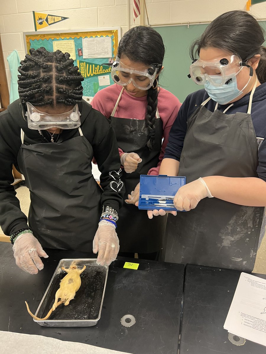 Gbhwildcats's tweet photo. Another day, another amazing learning experience in #Anatomy. #ratatouille #ratdissection #scienceisfun #handsonlearning https://t.co/gsdptK3TaT