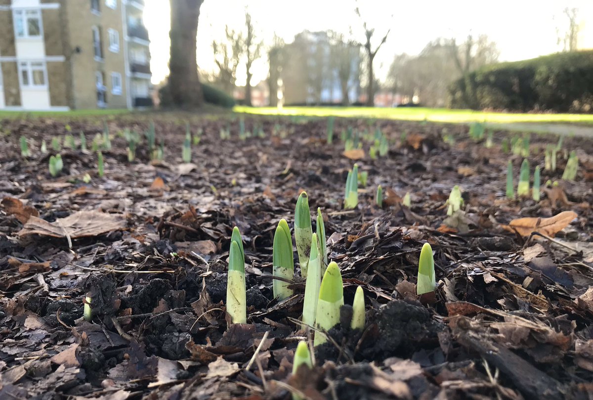 summerstown182's tweet image. HERE THEY COME! #SpringUprising on Aboyne Estate is underway! Get ready for some glorious walks through #BloomingTooting #FieldsOfGold where all you need is #peace #love #flowertothepeople  summerstown182.wordpress.com
