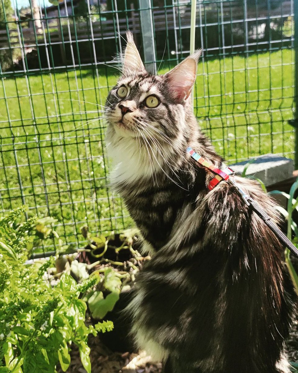 As every Maine coon cat owner knows, nobody owns a cat.

#mainecoon_id #mainecoon_feature #mainecoongram #mainecoonlovers #mainecooncat