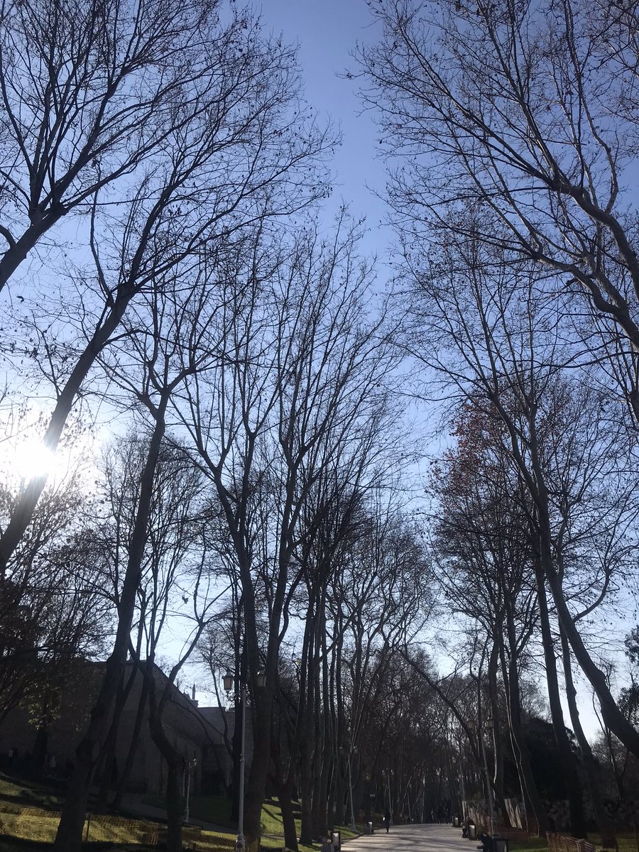 Ben bir ceviz ağacıyım Gülhane parkında.