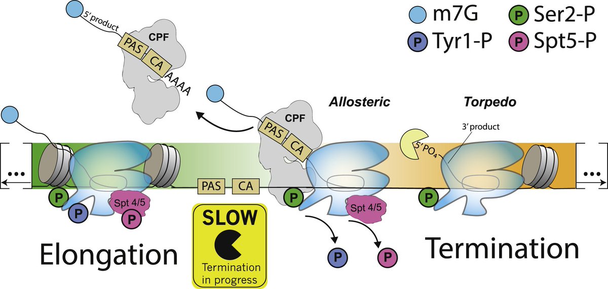 Lori Passmore (@lapassmore) on Twitter photo .<a href="/rodriguezmol/">Juan B Rodriguez Molina</a> @XRNchew and I covered transcription termination in a review published today <a href="/MolecularCell/">Molecular Cell</a> There has been a lot of progress in the field but there are still many unanswered questions! authors.elsevier.com/sd/article/S10… .<a href="/rodriguezmol/">Juan B Rodriguez Molina</a> @XRNchew and I covered transcription termination in a review published today <a href="/MolecularCell/">Molecular Cell</a> There has been a lot of progress in the field but there are still many unanswered questions! authors.elsevier.com/sd/article/S10…