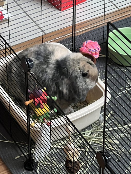 @iie0y_ My bun buns https://t.co/PNEjXcOMWY<a class="tags" target="_blank" title="On Twitter" href="/?out=eyJ0eXAiOiJKV1QiLCJhbGciOiJIUzUxMiJ9.eyJpYXQiOjE3MjU1MzMzODQsImlzcyI6InR3cG9ybnN0YXJzLmNvbSIsIm5iZiI6MTcyNTUzMzM4NCwiZXhwIjoxNzU3MDY5Mzg0LCJyZWRpcmVjdF91cmwiOiJodHRwczovL3R3aXR0ZXIuY29tL2lpZTB5XyJ9.1EaQ7282ikEOo2MN2HGzwZCAWK2qmFgXxs4u5iStwHhwr_iANOB8xatDxgLOCCnXbj_g-DVezs2rGBn6Bk9eJw">@iie0y_</a><a href="/tag/onlyfans"class="tags"><span>#onlyfans</span></a><a href="/tag/onlyfansgirl"class="tags"><span>#onlyfansgirl</span></a><a href="/tag/onlyfanspromo"class="tags"><span>#onlyfanspromo</span></a>