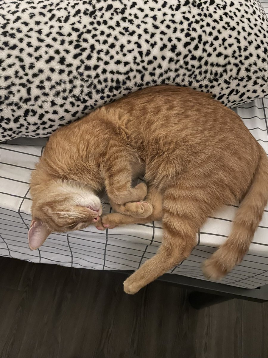 DailyMiIo's tweet photo. sleepy baby https://t.co/MtciIPtBOA