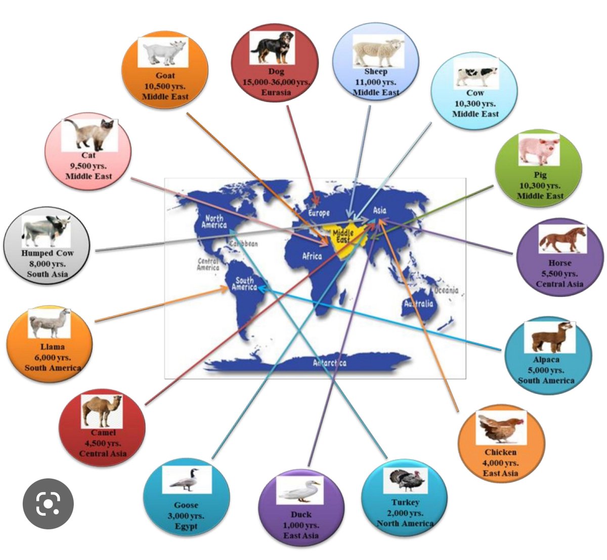 Dhiraj_Founder's tweet image. Ideas are forces of nature; they are wild animals. 
Startups are systems that domesticate them; not all animals can be domesticated.
Humans, in their entirety, have only been able to domesticate a small minority of animals.