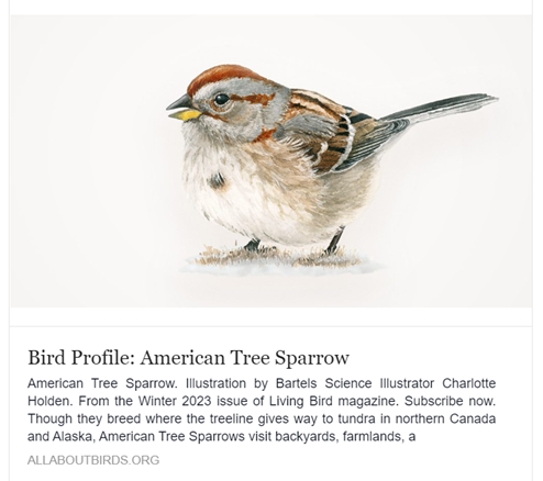Species Spotlight! American Tree Sparrow. Sparrows can be tricky to identify. Here's some fun facts about this beautiful bird and how to identify it at your feeder! Have you seen any this winter? 👀🐥 #AmericanTreeSparrow 
allaboutbirds.org/news/bird-prof…