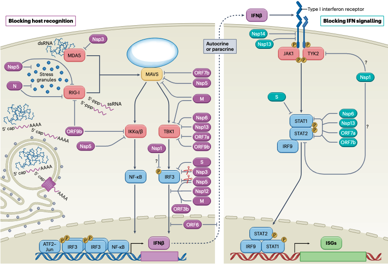virusninja's tweet photo. With over 200 cited references, @JudyMinkoff provides a comprehensive summary as to how #SARSCoV2 usurps cellular biology to successfully navigate our antiviral defenses and induce #COVID19  https://t.co/FmYrRHpOwE https://t.co/IldkZ0IWMq