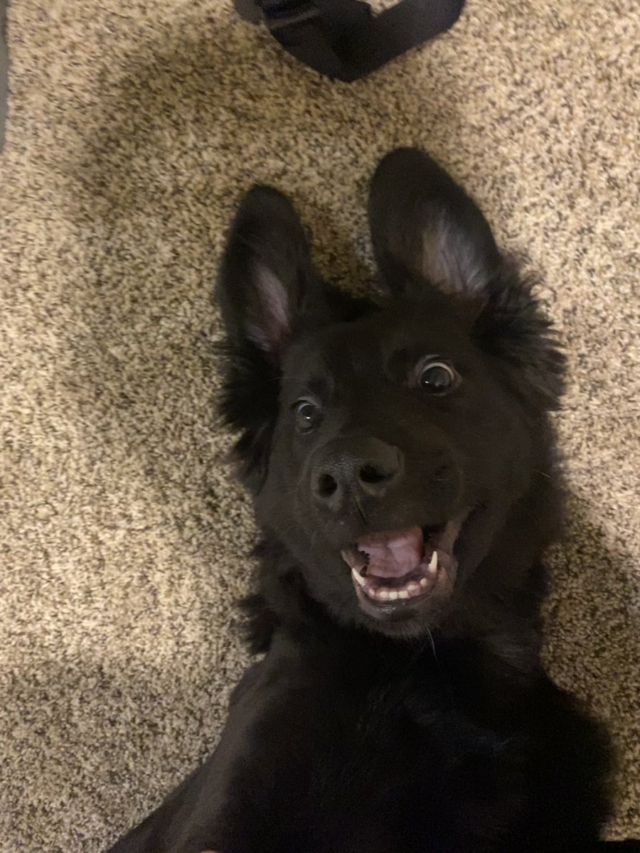 Celebrating 1 week of no accidents in the house ! 

(This is my first time with a young puppy. Man, they are a lot of work.)