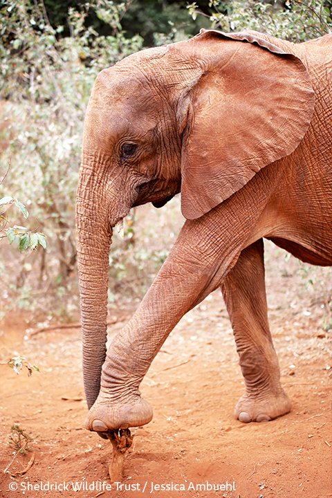 Kinyei's taking a momentary pause from her role as a gardener and landscaper of Africa. Elephants are a keystone species, playing a crucial role in shaping their habitats; by uprooting trees, for example, they create space for new growth.