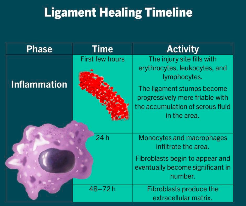 Physio Meets Science on Twitter "Timeline of extraarticular
