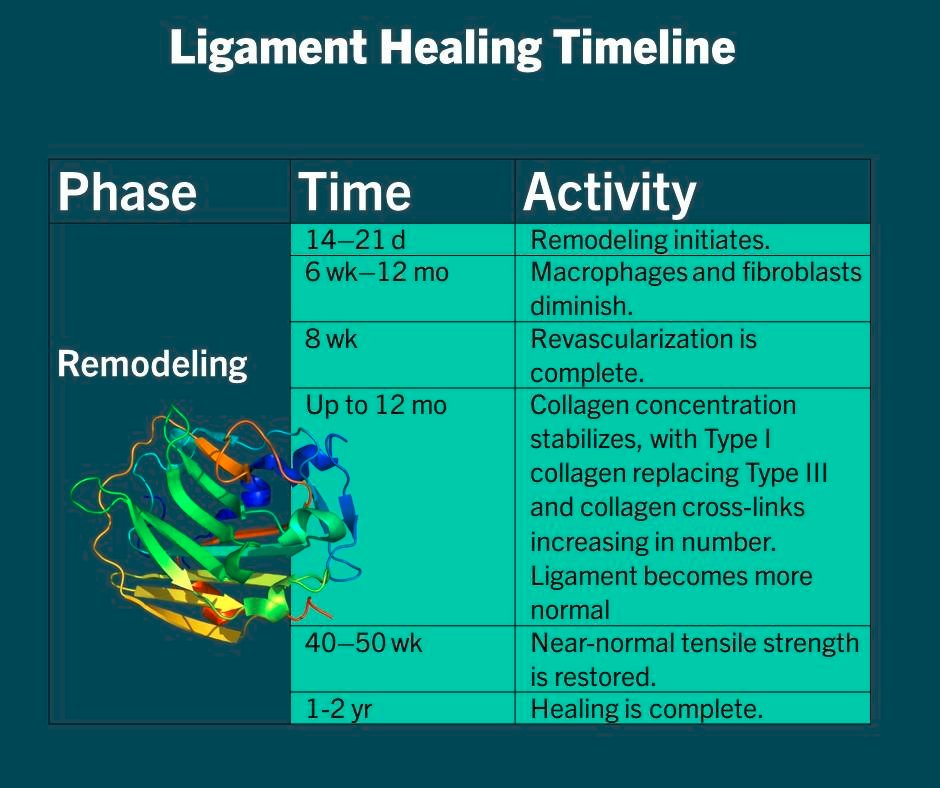 Physio Meets Science on Twitter "Timeline of extraarticular