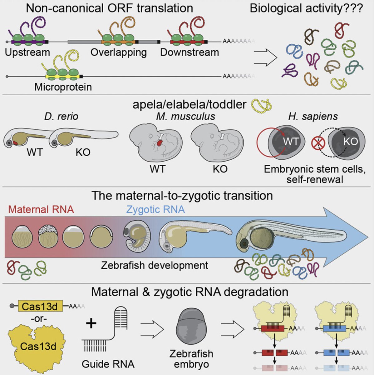 Predoctoral #researcher AJ Treichel (<a href="/BazziniLab/">BazziniLab</a>) published a new review in <a href="/iScience_CP/">iScience journal</a> detailing casting CRISPR-Cas13d to fish for microprotein functions in animal #development. Read it here: bit.ly/3W5h9s9