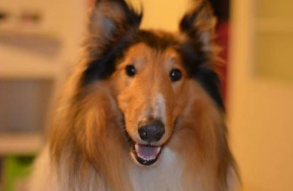RosemaryOSha's tweet photo. My film star.  I went for a walk with my Lassie today.

Working from home for me

❄️ I find people love working from home or not
❄️ Exercise breaks with Lassie for me
❄️ No downtime in traffic

#workingfromhome #FreelanceChat #flexiwork #remotework #digitalnomads https://t.co/s3ab8KOZPA