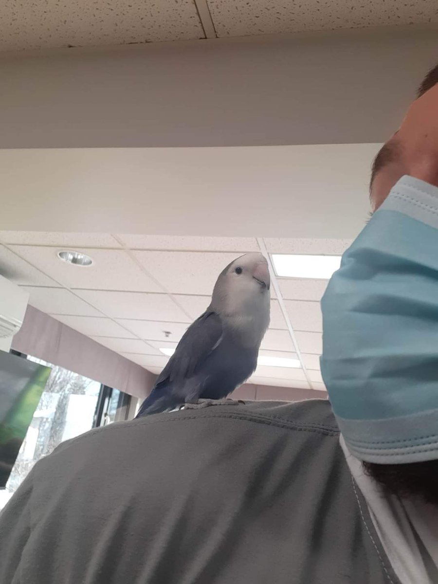 ManneLess's tweet image. Un oiseau thérapeutique 🙂
Zoothérapie en #CHSLD...
Y&apos;a un préposé ( mon fils Jess ) 
qui l&apos;aime bien 🥰 #Québec