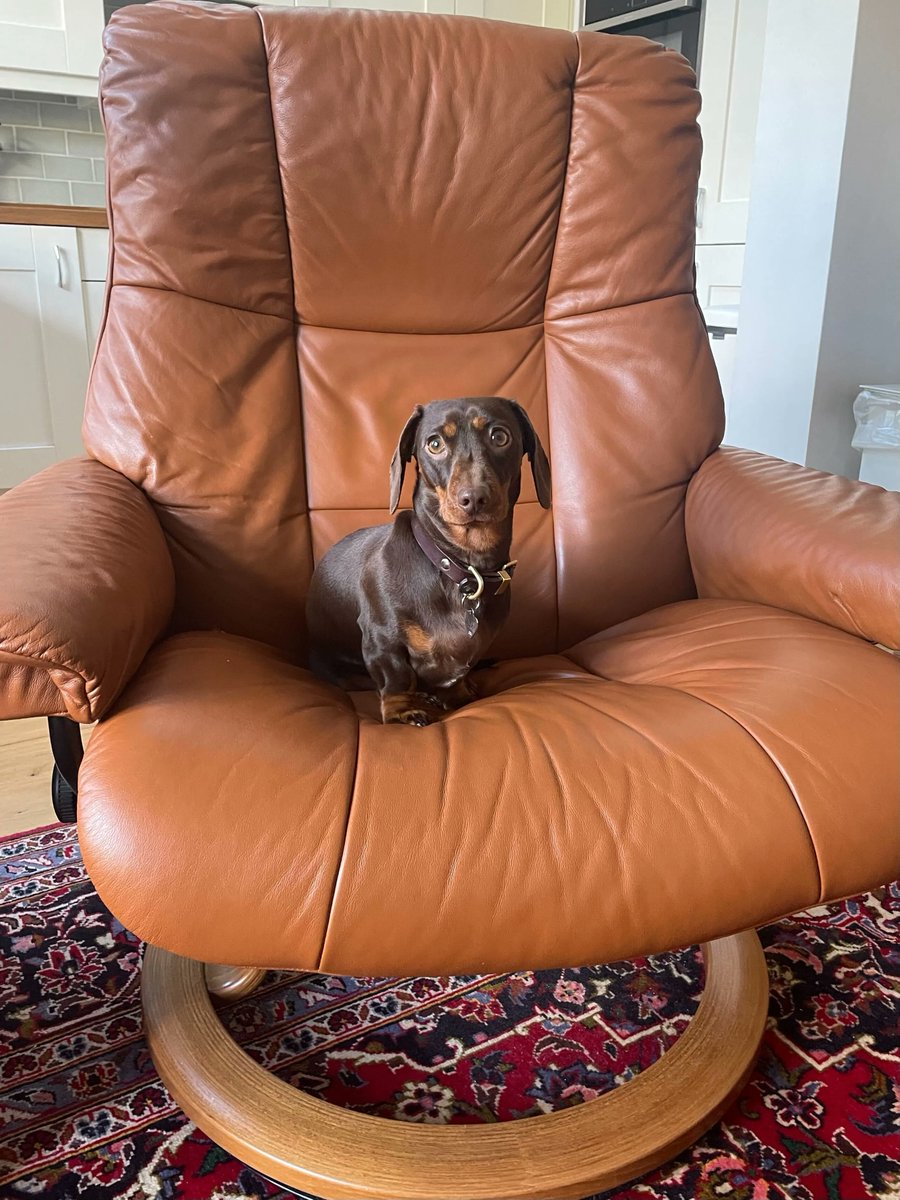 Today, we made a deal with one of the big dogs in our industry.

Her negotiation strategy was puppy dog eyes for treats, but we managed to meet halfway and received snuggles in exchange for some belly rubs.

Want to learn how to negotiate like Ruby?

buff.ly/3ippmd3