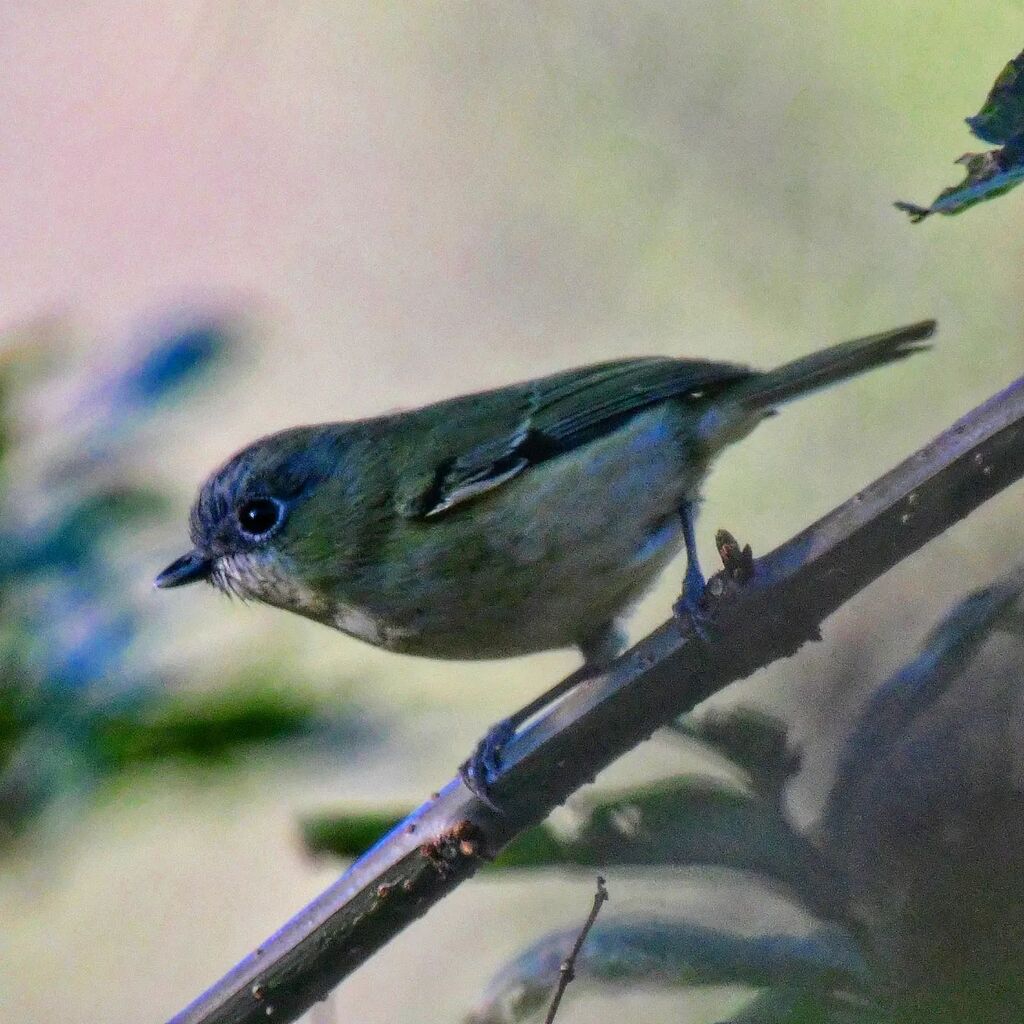 hitchwriter's tweet photo. Green Shrike-Babbler!
#indiaves #birdwatching #walong #arunachalpradesh #birdsofindia #birdsofasia #birdwatchingasia https://t.co/NguYi96Eo5