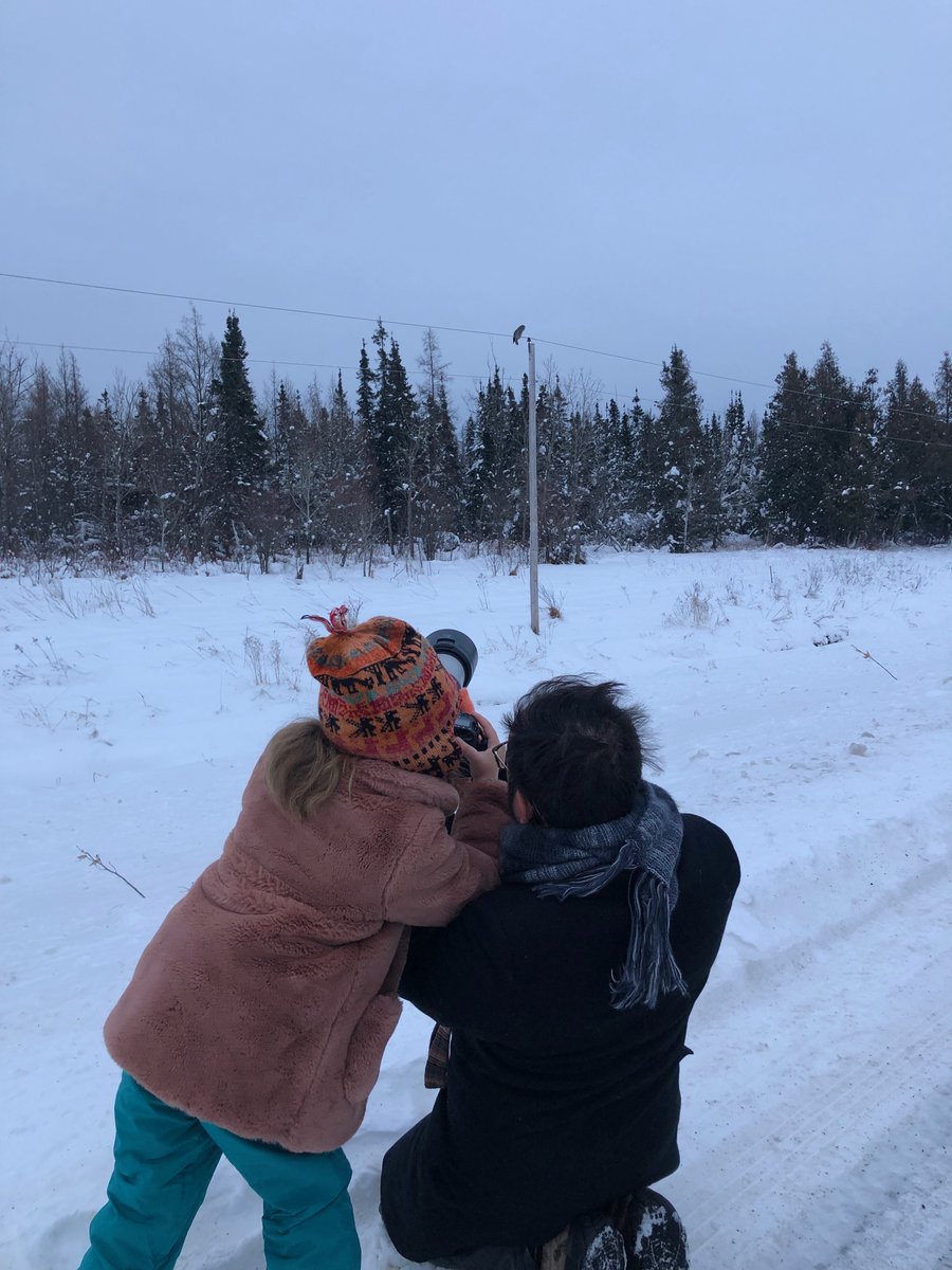 I've wanted to see great gray owls since I was a kid, and finally ran into a few in northern Minnesota just before New Years. Photos are grainy because high ISO.