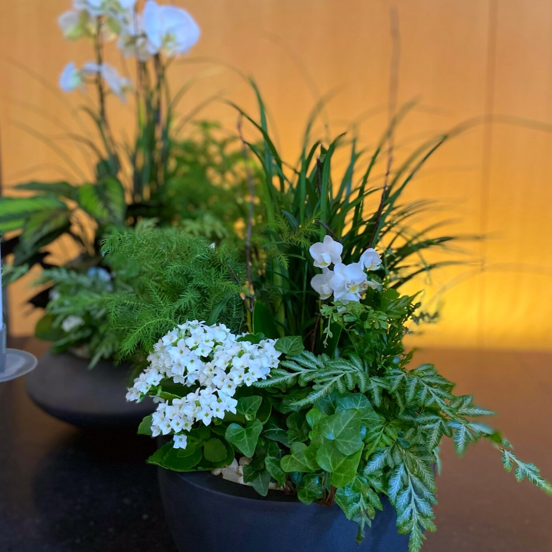 CityscapesInc1's tweet image. We like to keep it 𝒇𝒓𝒆𝒔𝒉 with the living art! 🌿
 
 #livingart #winningcombo #lush #interiorgardening #plantarrangements #designingwithplants #plantart #biophilia #biophilicdesign #foliage #floraldesign #bostonbiophilia #bostondesign #plantsoverflowers #powerofplants