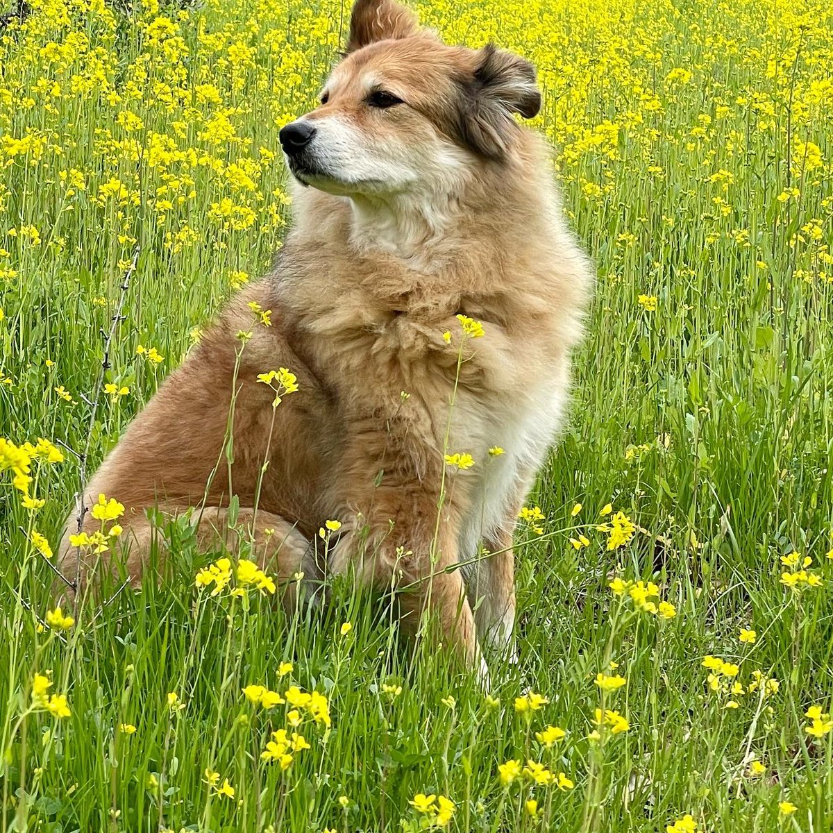 I suddenly said goodbye to my best friend and first “my” dog, Roxy over the holidays. It’s been so unbelievably hard without her, but this gift from the <a href="/VCAPetHealth/">vcapethealth</a> team who did everything they could to save her was so welcome and thoughtful. I love you, “Lil’ Rabbit Foot” ❤️‍🩹