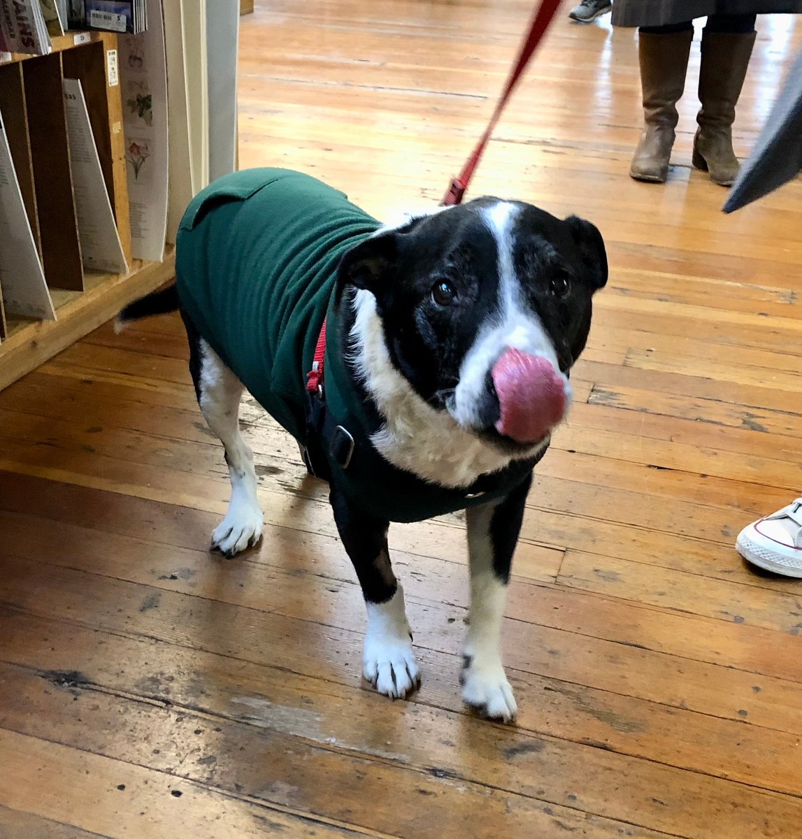 ElliottBayBooks's tweet photo. Maybe you were too charmed by Rufus to notice THAT HIS HOODIE HAS POCKETS. But, now that I've pointed it out, you can see them quite clearly & are free to speculate about what he might keep in them. π¦΄π₯π§Έ
15/10 for Rufus & his hoodie.
#DogsOfEBBCO #DogsInHoodies #WithPockets https://t.co/iTON6ZGzgg