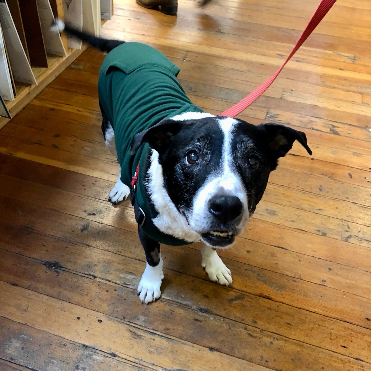 ElliottBayBooks's tweet photo. Maybe you were too charmed by Rufus to notice THAT HIS HOODIE HAS POCKETS. But, now that I've pointed it out, you can see them quite clearly & are free to speculate about what he might keep in them. π¦΄π₯π§Έ
15/10 for Rufus & his hoodie.
#DogsOfEBBCO #DogsInHoodies #WithPockets https://t.co/iTON6ZGzgg