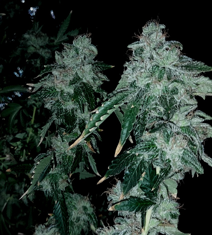 pyramidseeds's tweet image. Tutankhamon. Fenotipo compacto y muy ramificado, cantidad de flores cristalinas y esponjosas.
ow.ly/frpy50HBbio

#autocultivoespaña #autofloreciente #cannabisespaña #cannabismedicinal #growshop