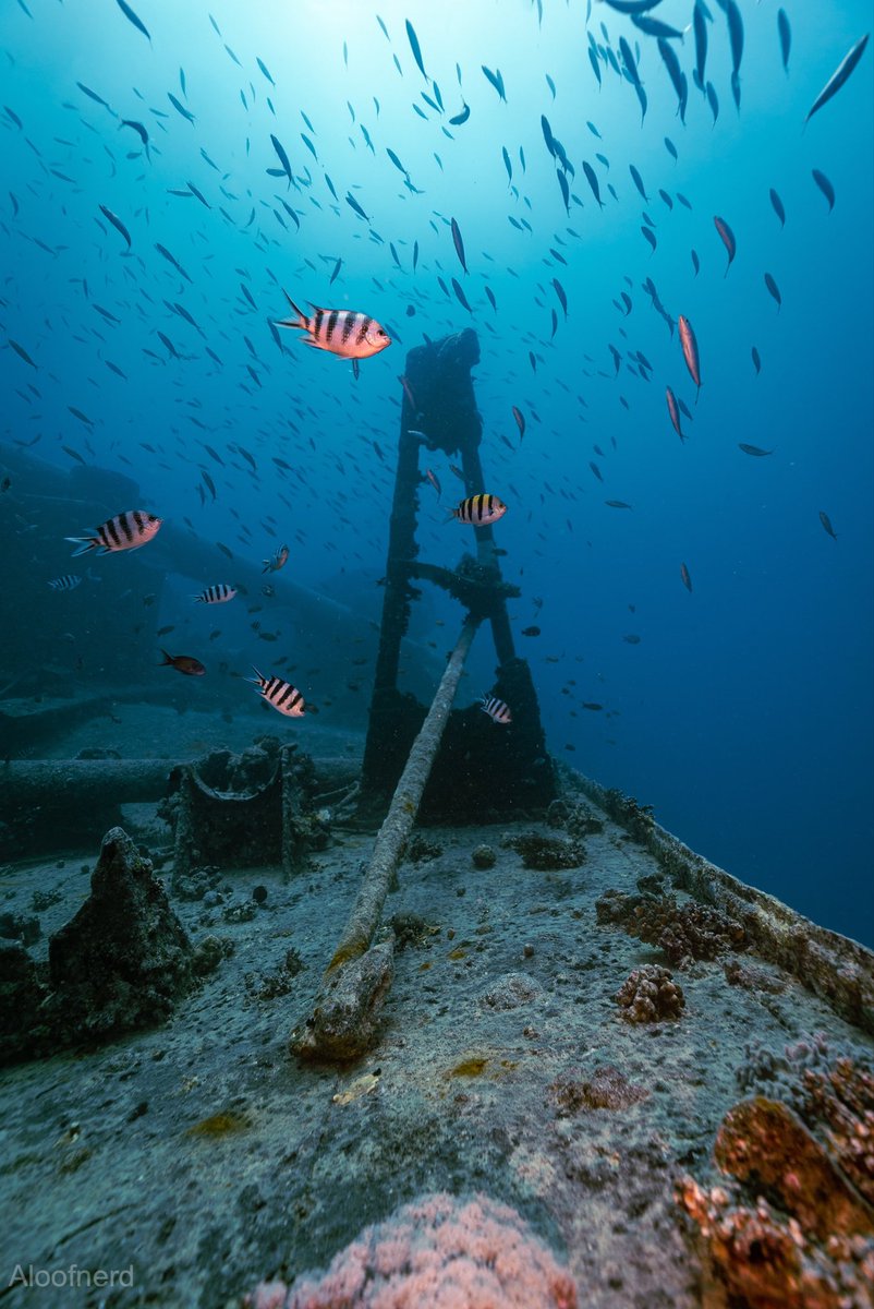 aloof_nerd's tweet photo. The world is filled with wonders, where will you explore?
.
.
📍 The Thistlegorm #Shipwreck
🇪🇬 Red Sea
.
.
#shipwrecks #wreckdiving #wreckdiver #deepdive  #sunkenship #oceandiving #scuba_diving #divingwrecks #divephoto #WrecksAtRisk #uwlife #maritimearchaeology #archaeology https://t.co/DwxNIpOSbh