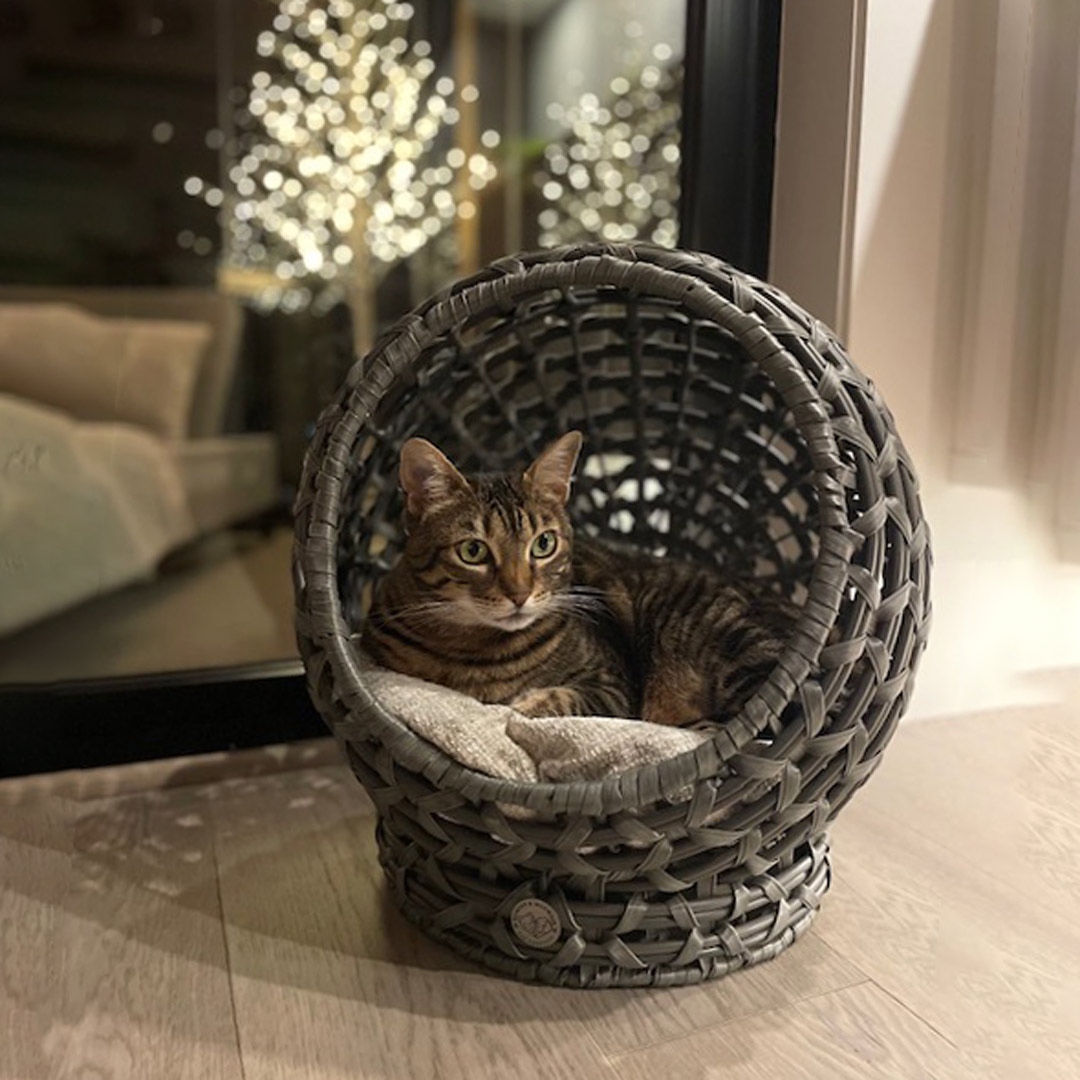 paramounthome1's tweet photo. https://t.co/tp6blWqNjz
Someone had a very Meowy Christmas and is LOVING a new wicker pet bed! ! Thanks for sharing your photos David!
#petbed #kitten #instacat #catstagram #catoftheday #kitty #meow #pet #love #cute #catlife #cat #cats #petcare #pets pet #jrhome #bowserandmeowser https://t.co/KuQ0w7DDjn