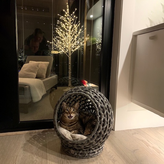 paramounthome1's tweet photo. https://t.co/tp6blWqNjz
Someone had a very Meowy Christmas and is LOVING a new wicker pet bed! ! Thanks for sharing your photos David!
#petbed #kitten #instacat #catstagram #catoftheday #kitty #meow #pet #love #cute #catlife #cat #cats #petcare #pets pet #jrhome #bowserandmeowser https://t.co/KuQ0w7DDjn