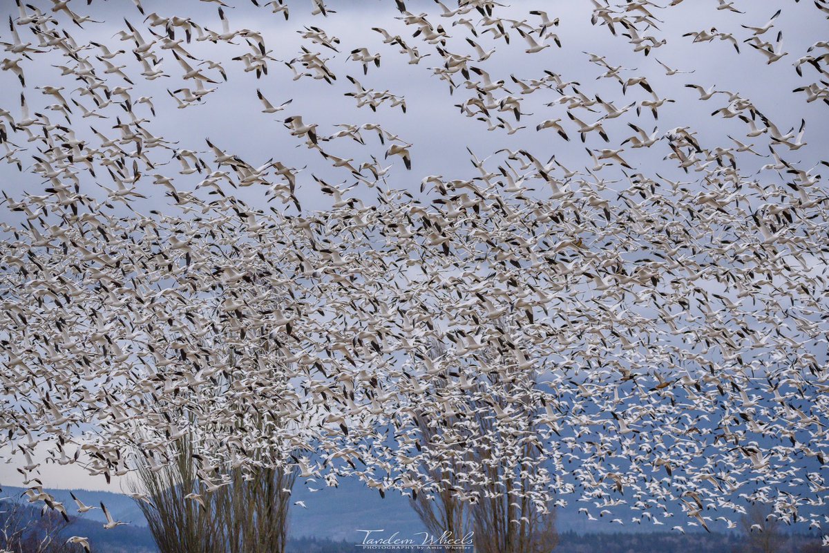 How many ducks can you spot in this Wedge of Snow Geese? 
Click on photo to get full view 😉 

#pnw #sonorthwest #wawx #birdphotography #SnowGeese #wildlife #ThePhotoHour