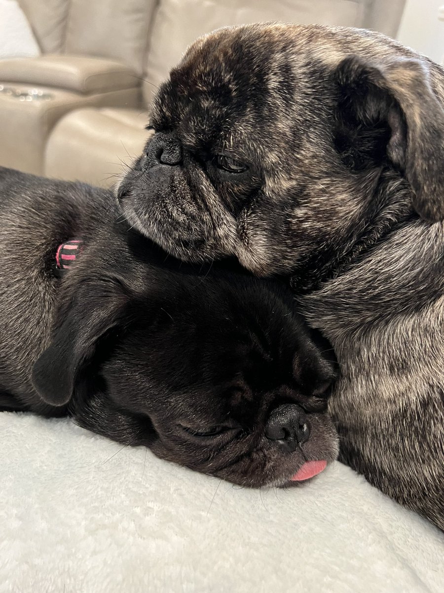 Three Pugs (@three_pugs) on Twitter photo 
