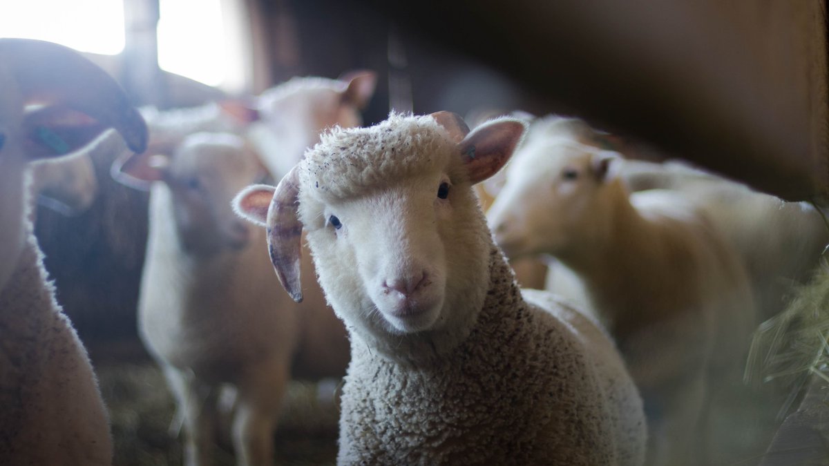 HyRBrix's tweet photo. How are you keeping your livestock warm this winter? Shop for straw locally grown and locally sold at HyR BRIX®. Only $6/bale! https://t.co/WhDDCJp9GG