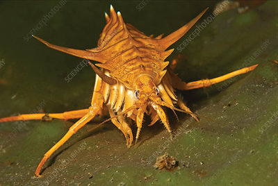 C. M. Kosemen tweet media