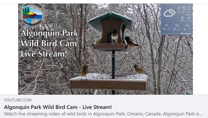 We know you love the Cornell Lab Feeder Cam so we thought we'd share another direct from the Friends of Algonquin, the Visitor Centre Feeder Cam! 👍 Sponsored by our friends at @wildbirdstoronto 😁 #feedercam #algonquin
What will you see?!?! 🤔🐦  youtu.be/6SZkB6IqPFM