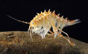 C. M. Kosemen tweet media